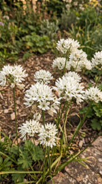 Triteleia 'Hyacinthina' (Wild hyacinth) - Harding & Bloom