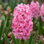 Hyacinthus 'Pink Pearl' (Hyacinth) - Harding & Bloom