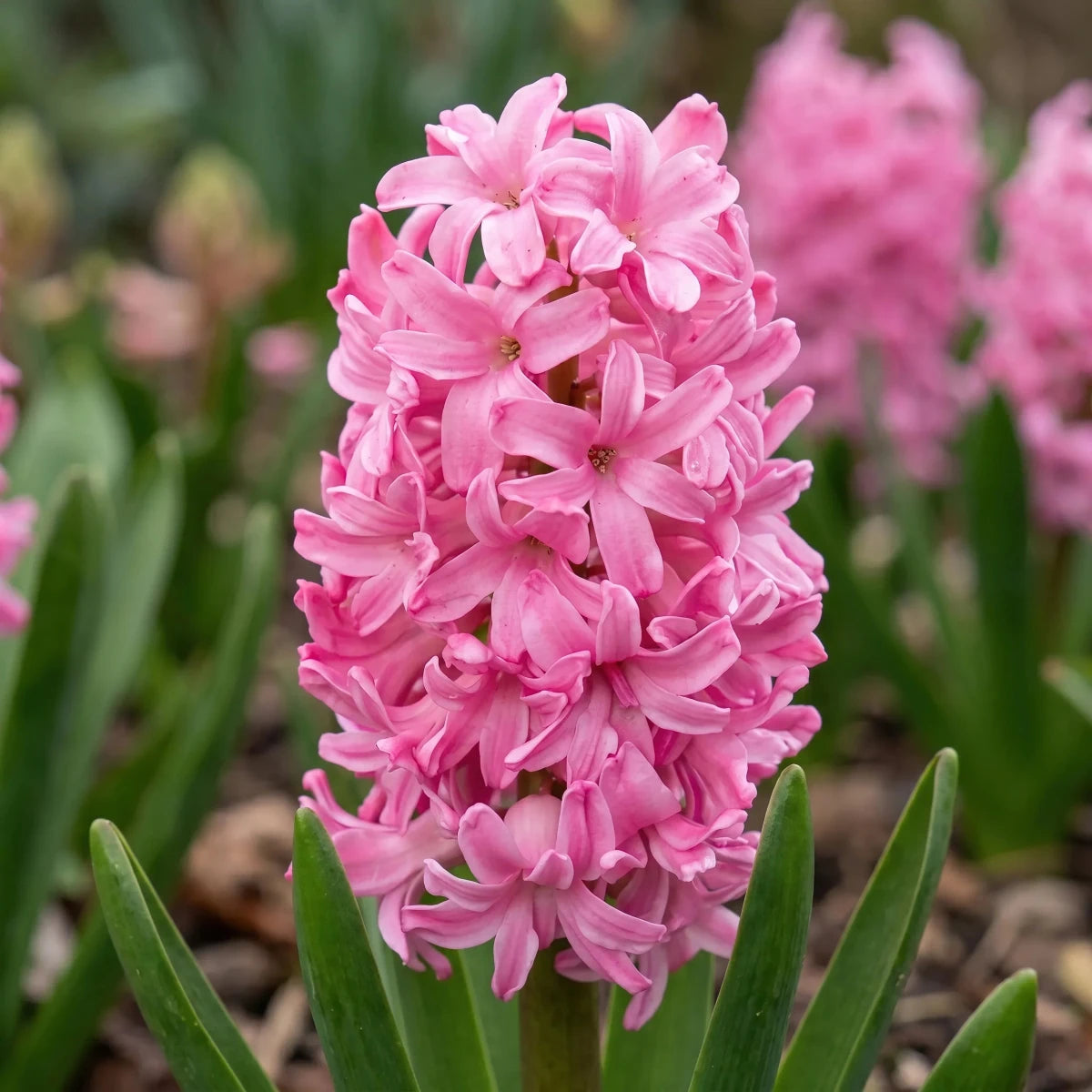 Hyacinthus 'Pink Pearl' (Hyacinth) - Harding & Bloom