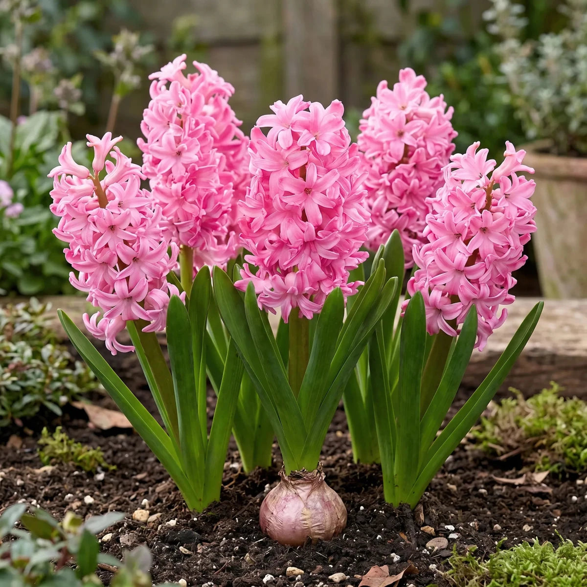 Hyacinthus 'Pink Pearl' (Hyacinth) - Harding & Bloom