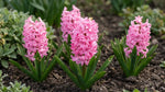 Hyacinthus 'Pink Pearl' (Hyacinth) - Harding & Bloom