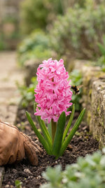 Hyacinthus 'Pink Pearl' (Hyacinth) - Harding & Bloom