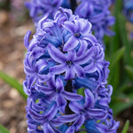 Hyacinthus 'Multiflora Blue' (Hyacinth) - Harding & Bloom