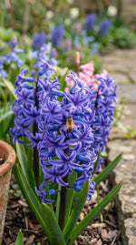 Hyacinthus 'Multiflora Blue' (Hyacinth) - Harding & Bloom