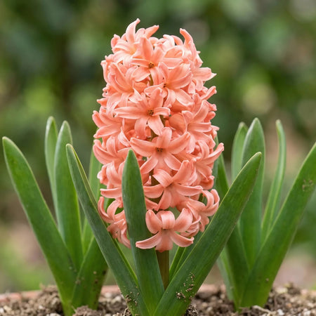 Hyacinthus 'Gipsy Queen' (hyacinth 'Gipsy Queen) - Harding & Bloom