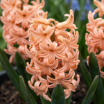 Hyacinthus 'Gipsy Queen' (hyacinth 'Gipsy Queen) - Harding & Bloom