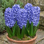 Hyacinthus 'Delft Blue' (Hyacinth) - Harding & Bloom