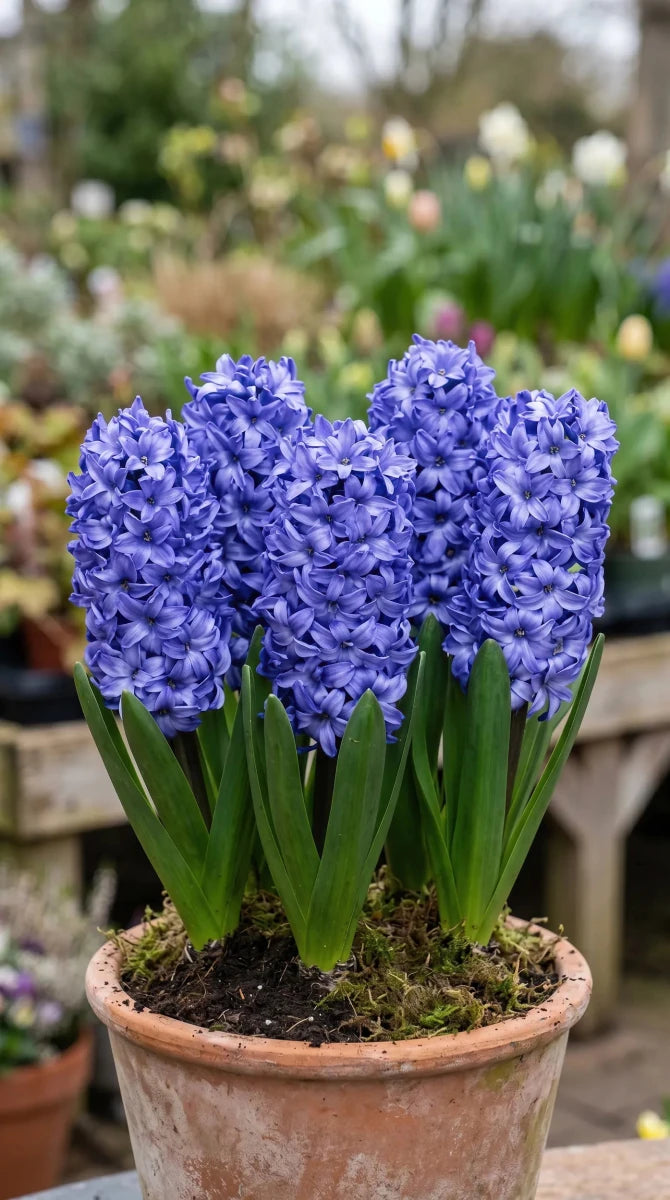 Hyacinthus 'Delft Blue' (Hyacinth) - Harding & Bloom