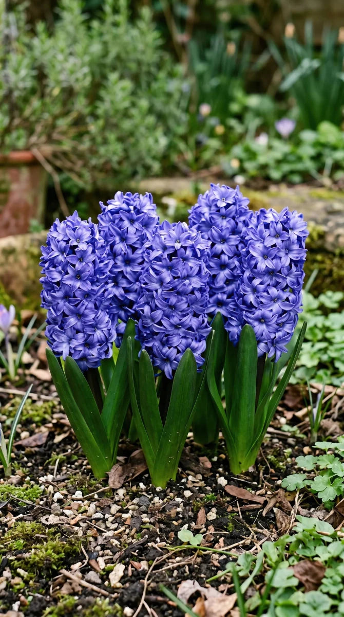 Hyacinthus 'Delft Blue' (Hyacinth) - Harding & Bloom