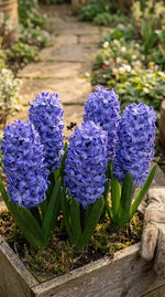 Hyacinthus 'Delft Blue' (Hyacinth) - Harding & Bloom