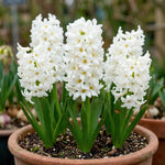 Hyacinthus 'Carnegie' (Hyacinth) - Harding & Bloom
