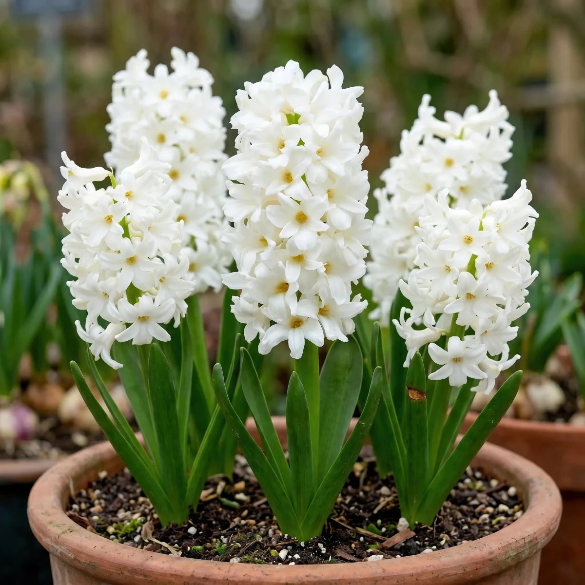 Hyacinthus 'Carnegie' (Hyacinth) - Harding & Bloom
