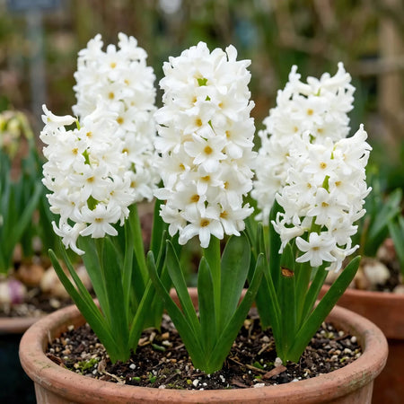 Hyacinthus 'Carnegie' (Hyacinth) - Harding & Bloom