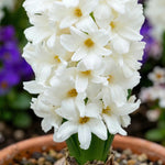 Hyacinthus 'Carnegie' (Hyacinth) - Harding & Bloom