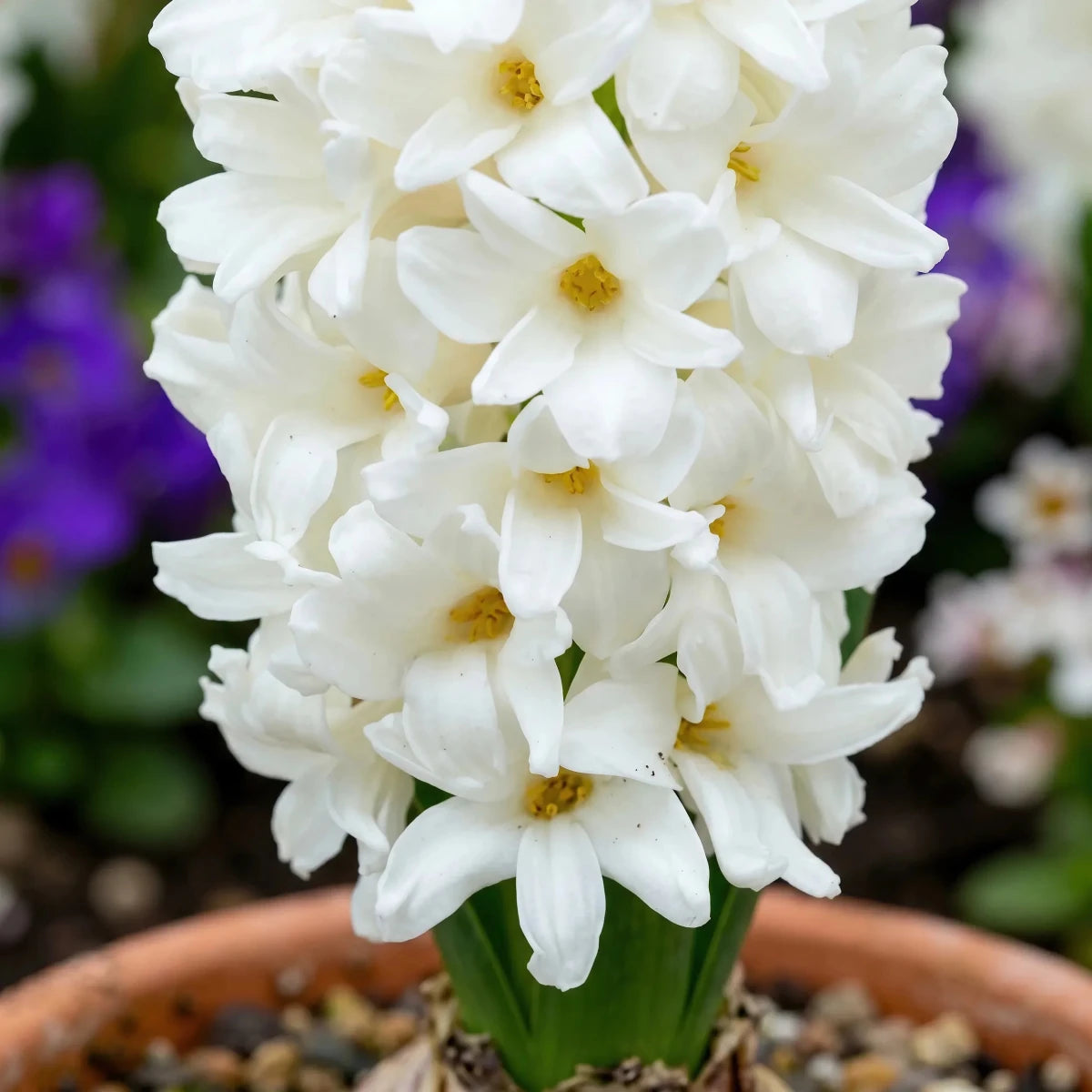 Hyacinthus 'Carnegie' (Hyacinth) - Harding & Bloom