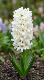 Hyacinthus 'Carnegie' (Hyacinth) - Harding & Bloom