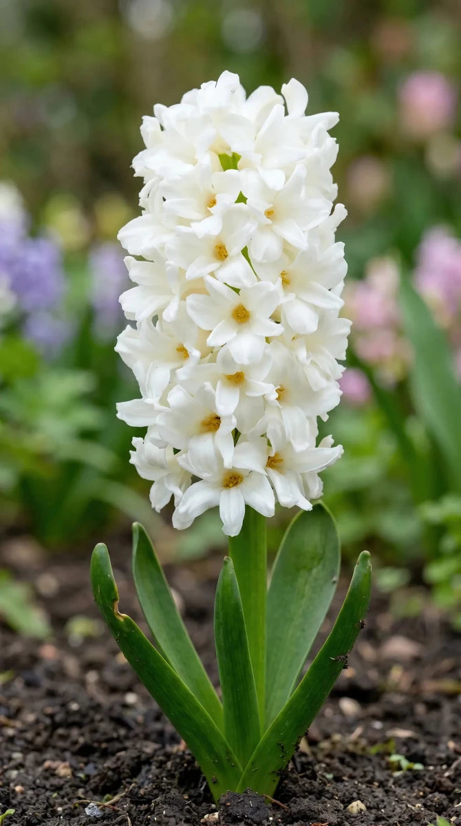 Hyacinthus 'Carnegie' (Hyacinth) - Harding & Bloom