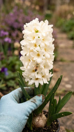 Hyacinthus 'Carnegie' (Hyacinth) - Harding & Bloom