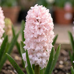 Hyacinthus 'China Pink' (Hyacinth) - Harding & Bloom