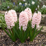 Hyacinthus 'China Pink' (Hyacinth) - Harding & Bloom