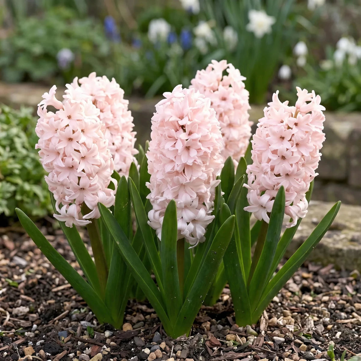 Hyacinthus 'China Pink' (Hyacinth) - Harding & Bloom