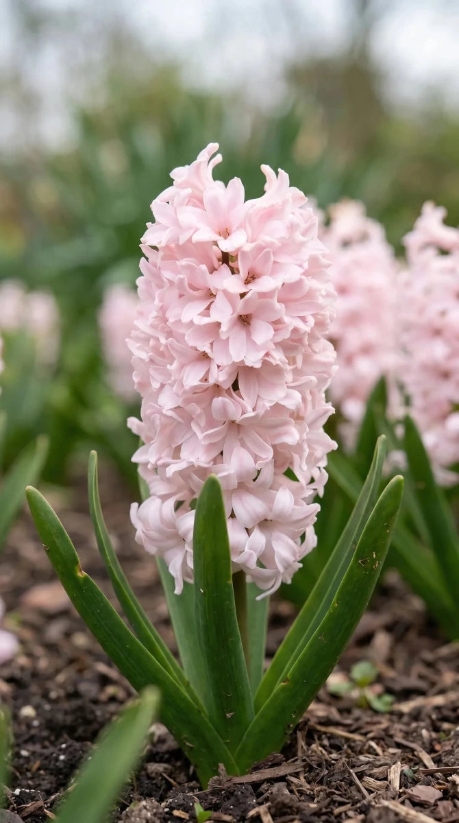 Hyacinthus 'China Pink' (Hyacinth) - Harding & Bloom