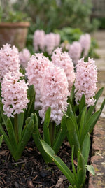 Hyacinthus 'China Pink' (Hyacinth) - Harding & Bloom