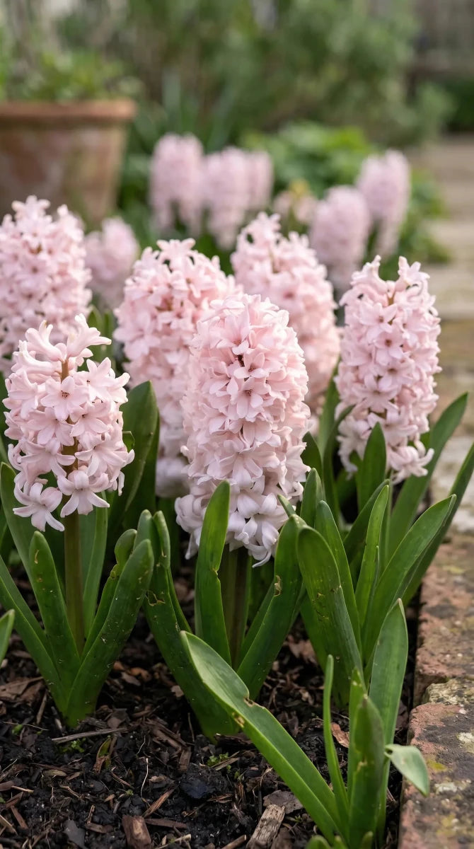 Hyacinthus 'China Pink' (Hyacinth) - Harding & Bloom