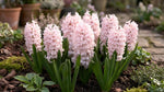 Hyacinthus 'China Pink' (Hyacinth) - Harding & Bloom