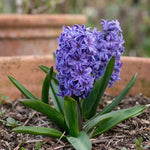 Hyacinthus 'Blue Star' (Hyacinth) - Harding & Bloom