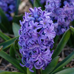 Hyacinthus 'Blue Star' (Hyacinth) - Harding & Bloom
