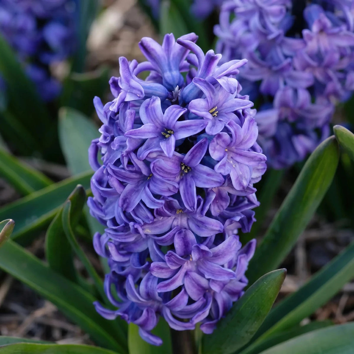 Hyacinthus 'Blue Star' (Hyacinth) - Harding & Bloom