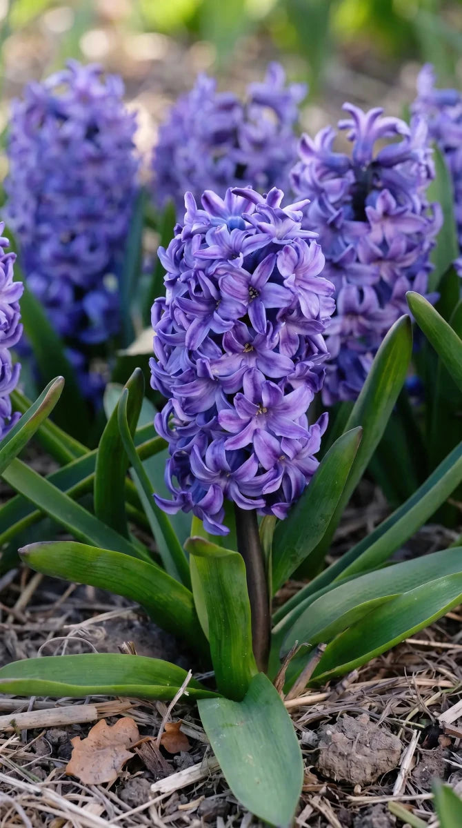 Hyacinthus 'Blue Star' (Hyacinth) - Harding & Bloom