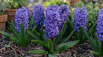 Hyacinthus 'Blue Star' (Hyacinth) - Harding & Bloom