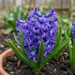 Hyacinthus 'Blue Pearl' - Harding & Bloom