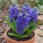 Hyacinthus 'Blue Pearl' - Harding & Bloom