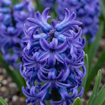 Hyacinthus 'Blue Pearl' - Harding & Bloom