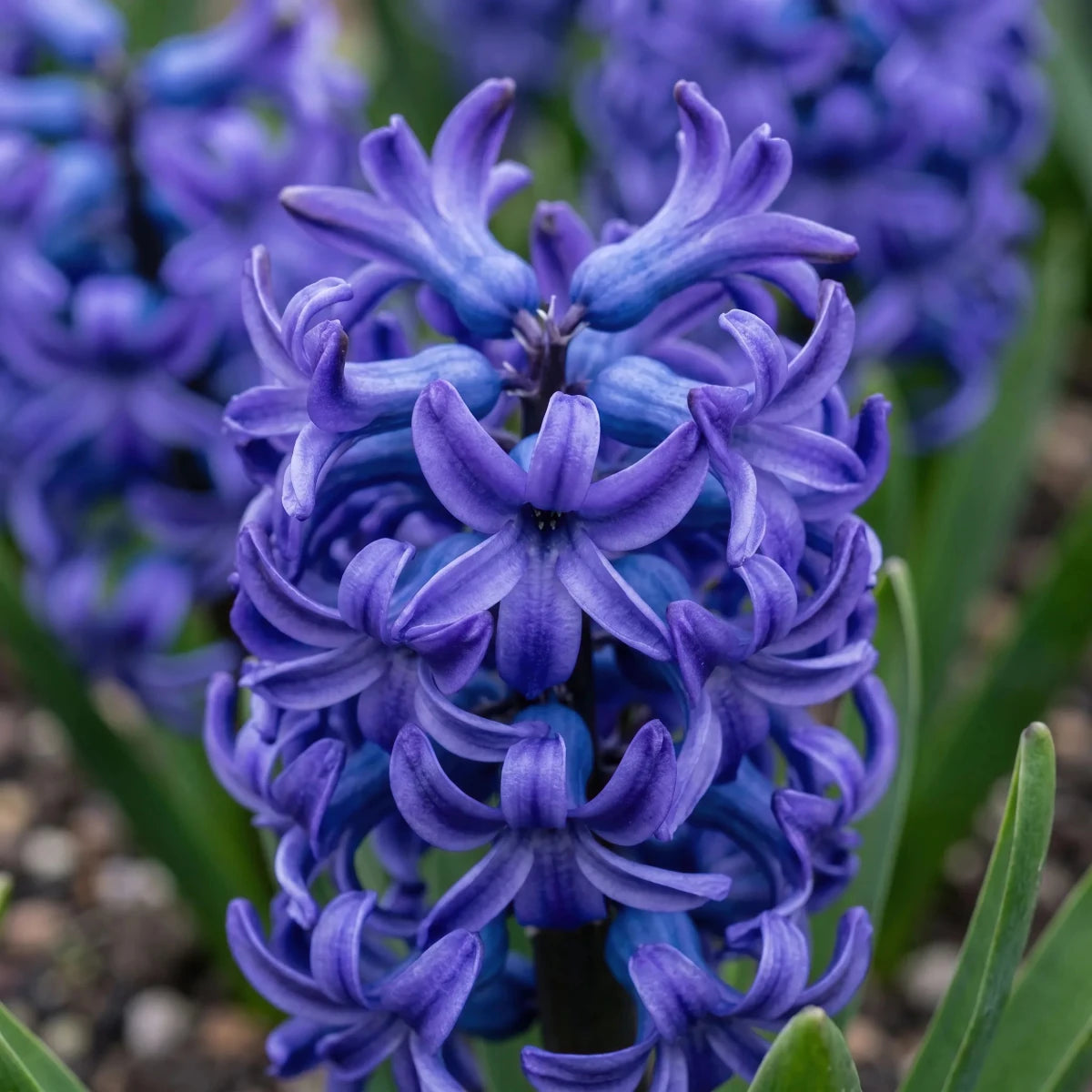 Hyacinthus 'Blue Pearl' - Harding & Bloom