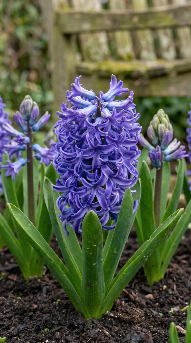 Hyacinthus 'Blue Pearl' - Harding & Bloom
