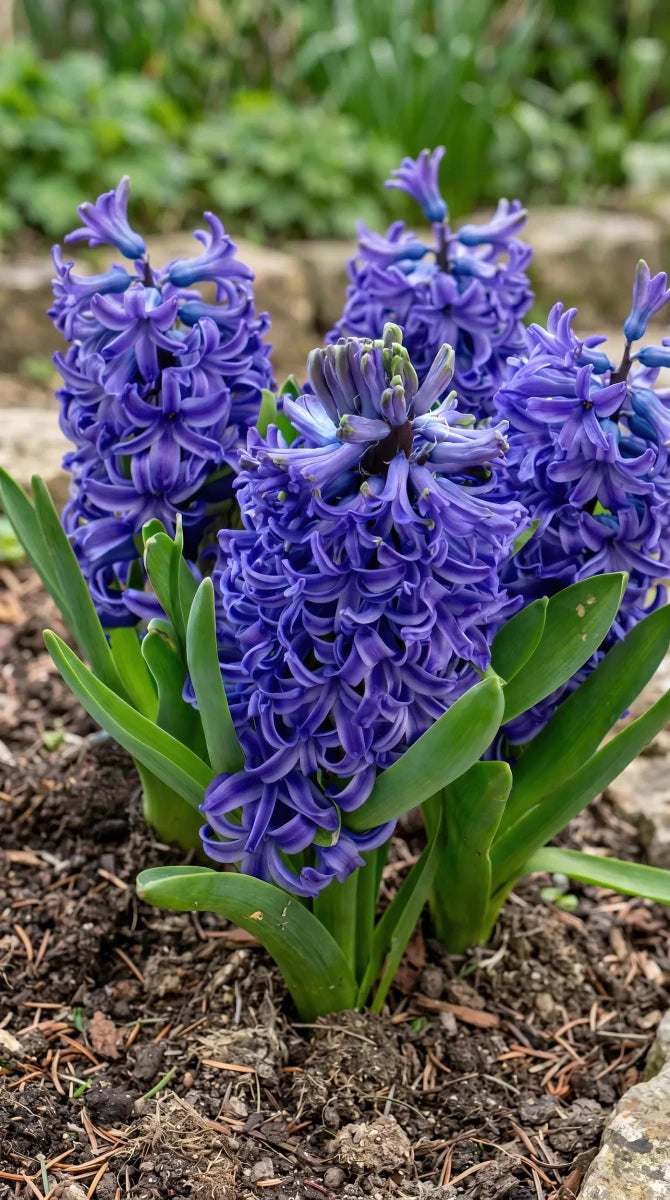 Hyacinthus 'Blue Pearl' - Harding & Bloom