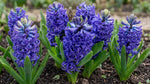 Hyacinthus 'Blue Pearl' - Harding & Bloom