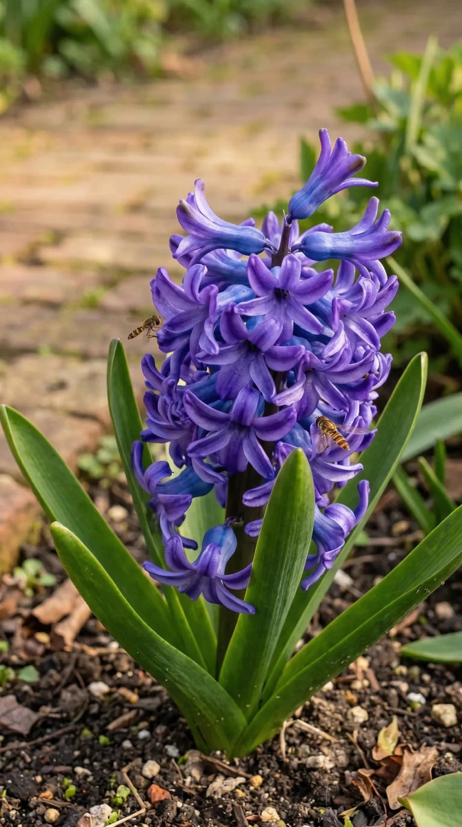 Hyacinthus 'Blue Pearl' - Harding & Bloom