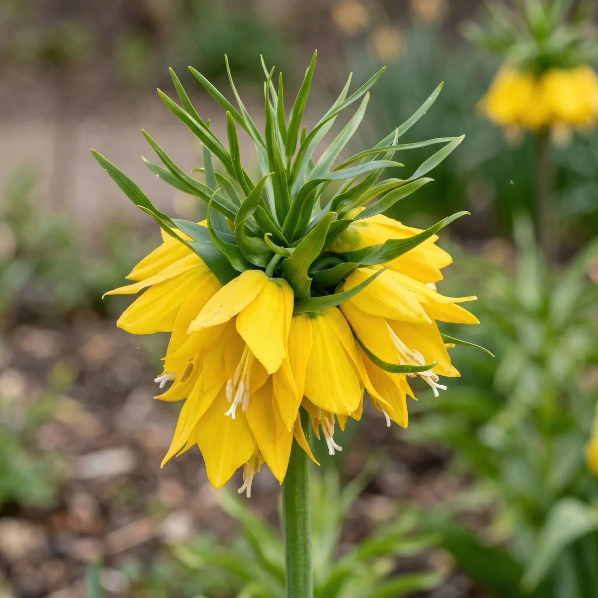 Fritillaria 'Yellow Beauty' - Harding & Bloom
