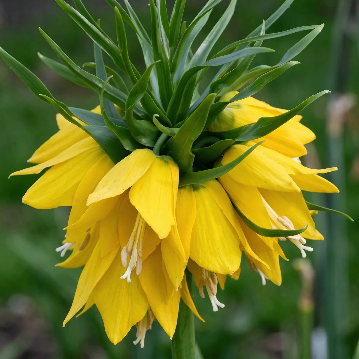 Fritillaria 'Yellow Beauty' - Harding & Bloom