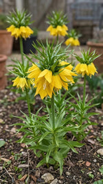 Fritillaria 'Yellow Beauty' - Harding & Bloom