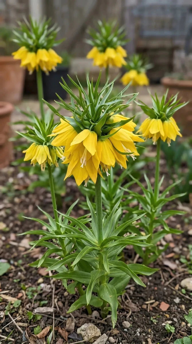 Fritillaria 'Yellow Beauty' - Harding & Bloom