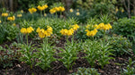 Fritillaria 'Yellow Beauty' - Harding & Bloom