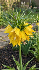 Fritillaria 'Yellow Beauty' - Harding & Bloom