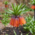 Fritillaria 'William Rex' (crown imperial) - Harding & Bloom
