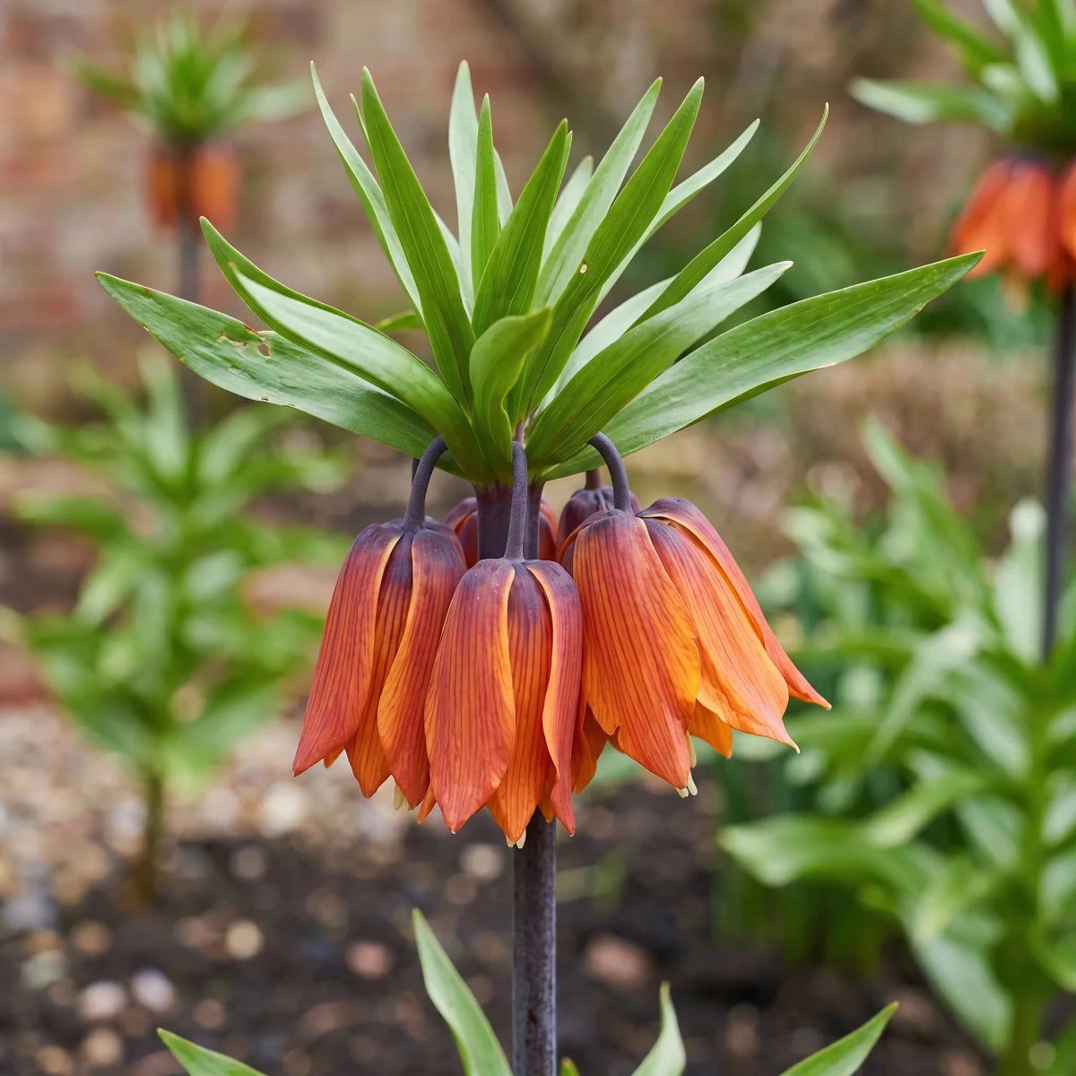 Fritillaria 'William Rex' (crown imperial) - Harding & Bloom